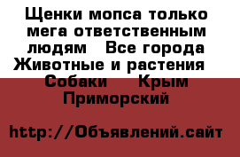 Щенки мопса только мега-ответственным людям - Все города Животные и растения » Собаки   . Крым,Приморский